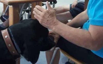 Un total de 34 discapacitados reciben Terapia Asistida con Perros en centros