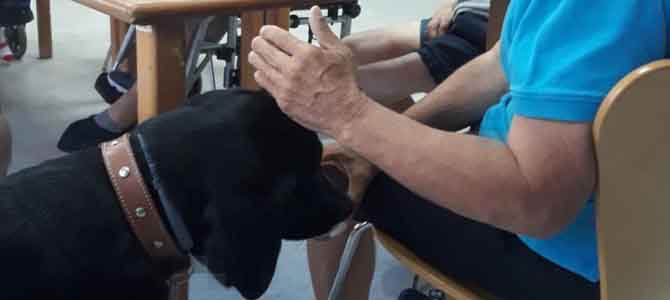 Un total de 34 discapacitados reciben Terapia Asistida con Perros en centros